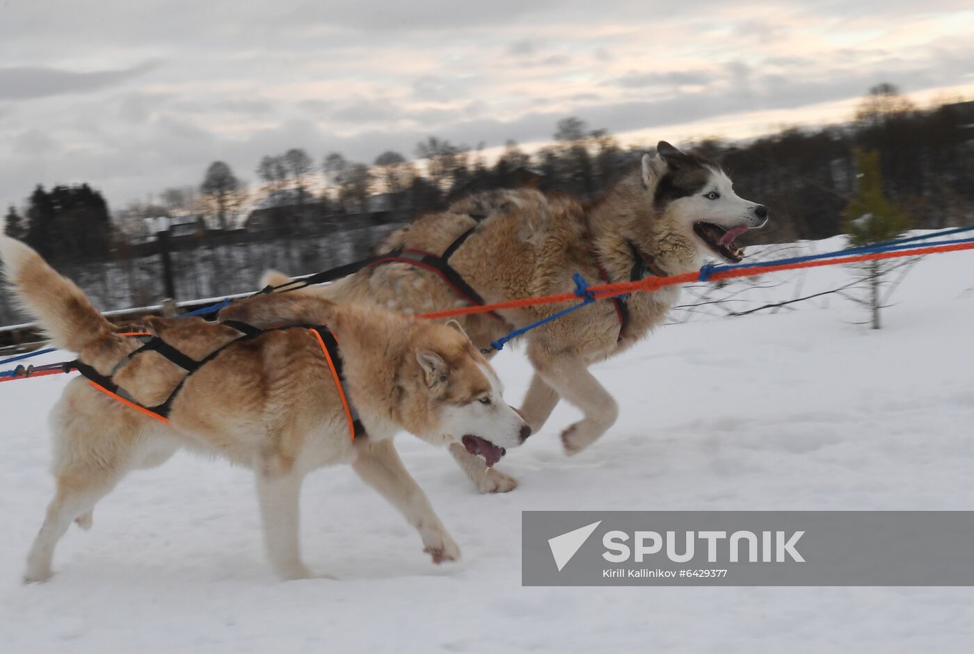 Russia Husky Village 