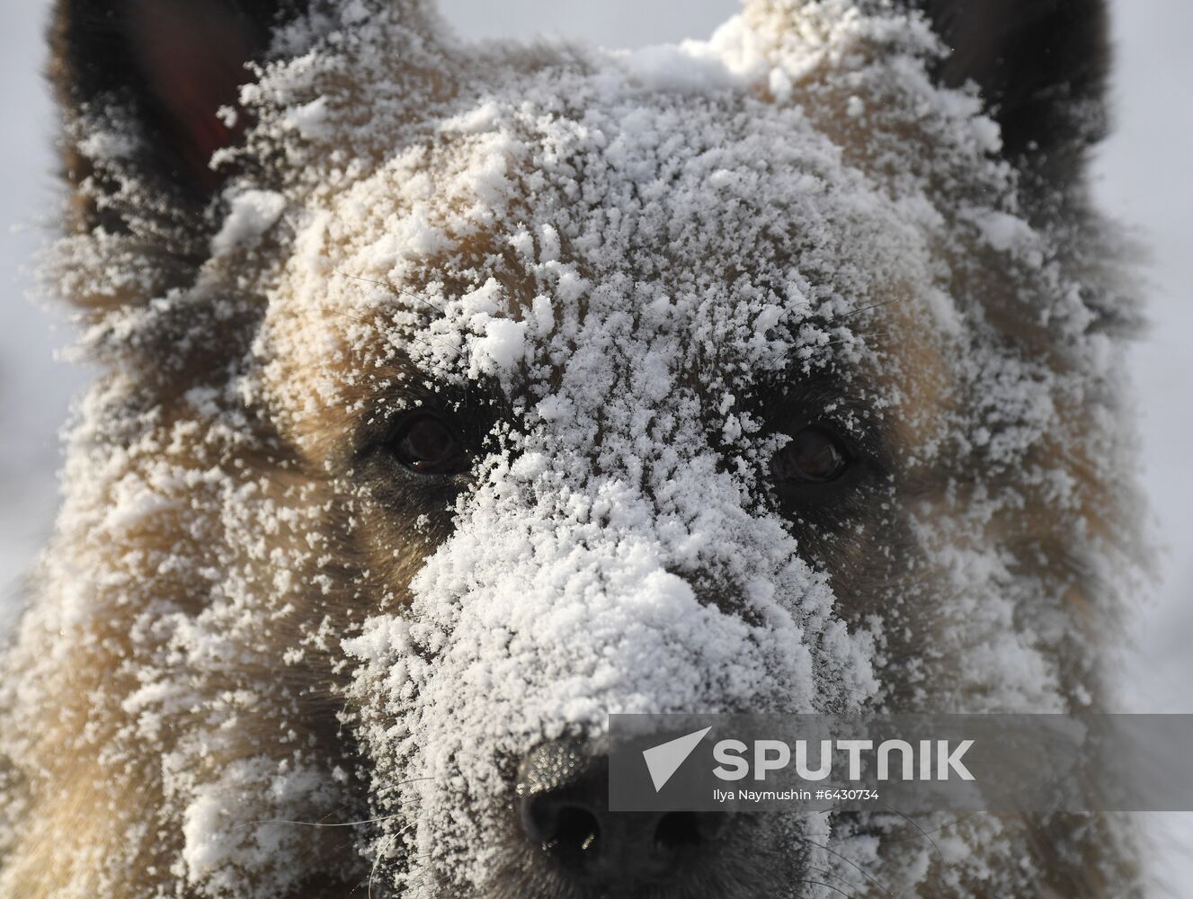 Russia Winter