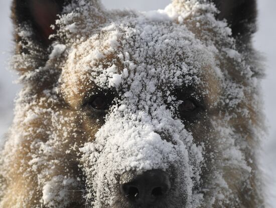 Russia Winter
