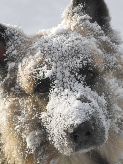 Russia Winter