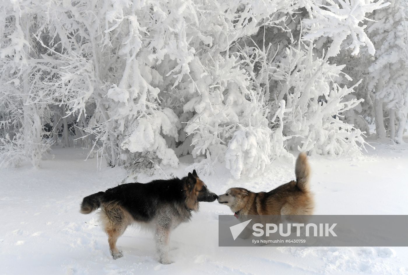 Russia Winter