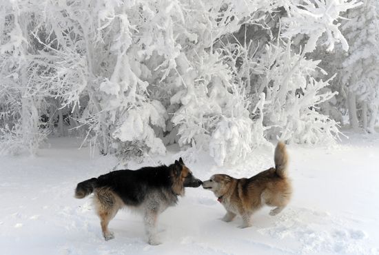 Russia Winter
