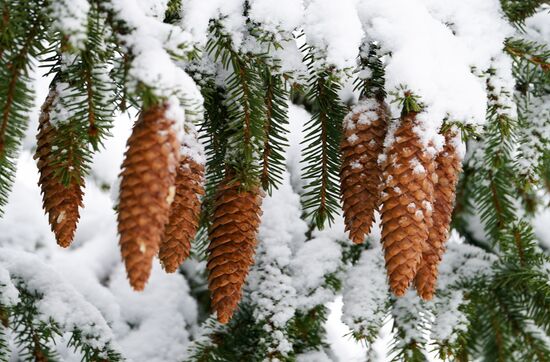 Russia Winter