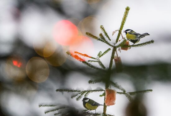 Russia Winter