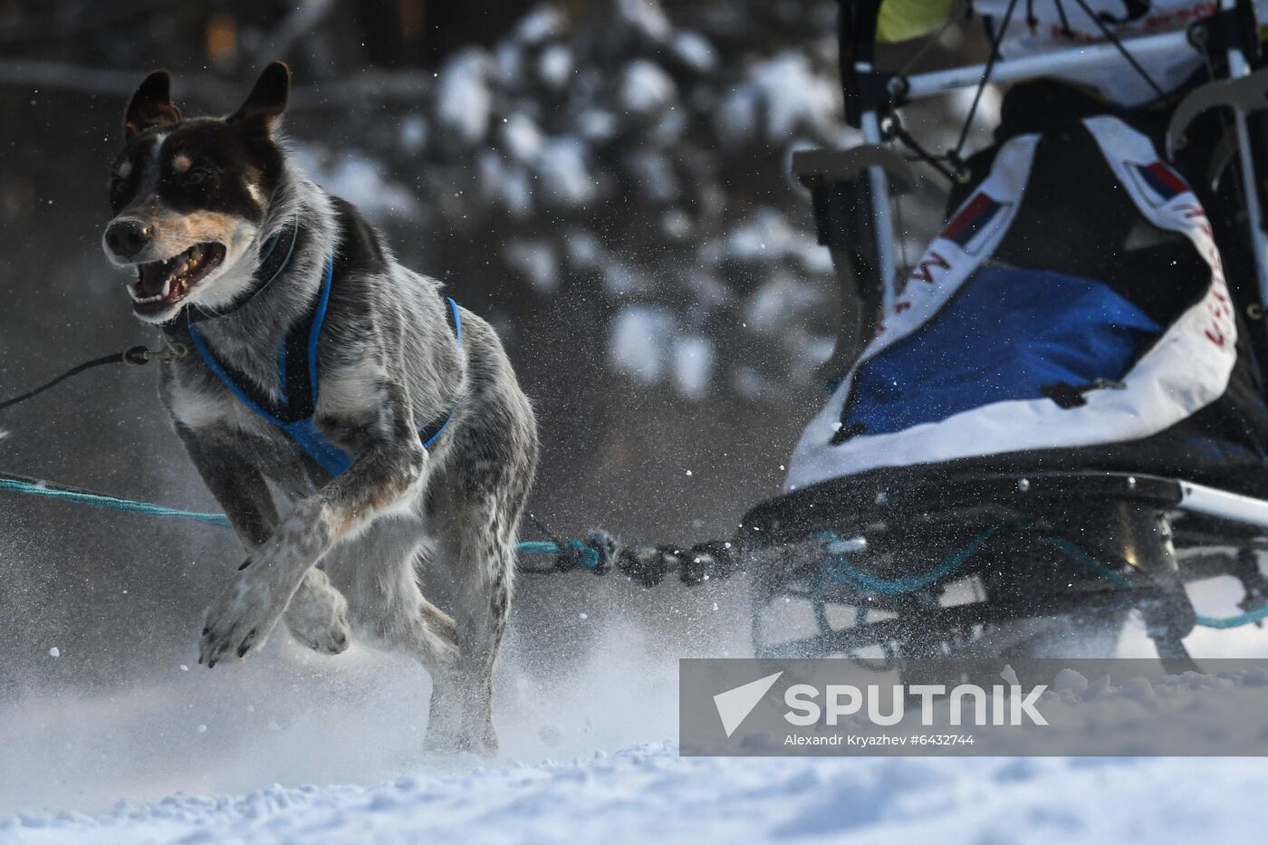 Russia Sled Dog Race