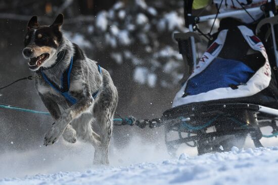 Russia Sled Dog Race
