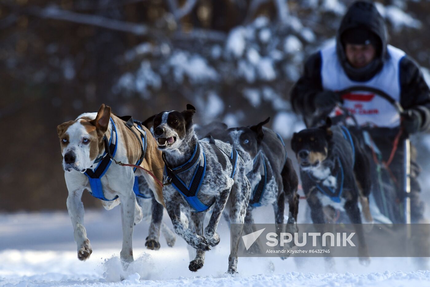 Russia Sled Dog Race