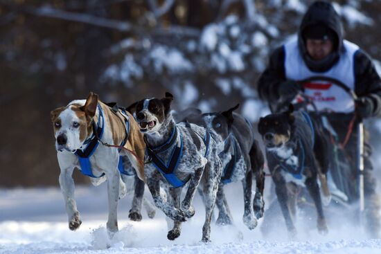 Russia Sled Dog Race