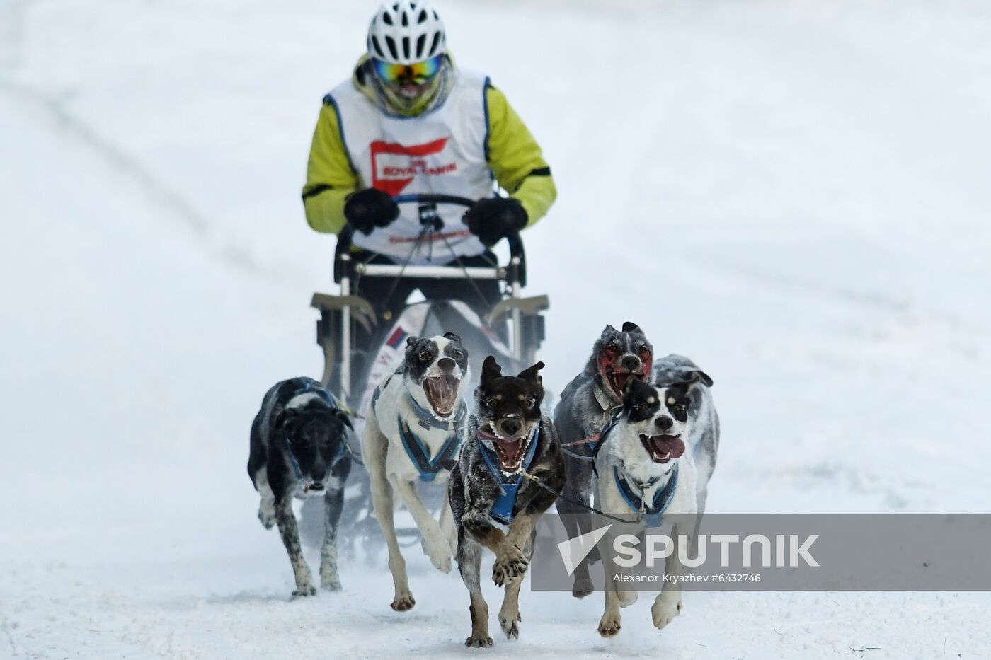Russia Sled Dog Race