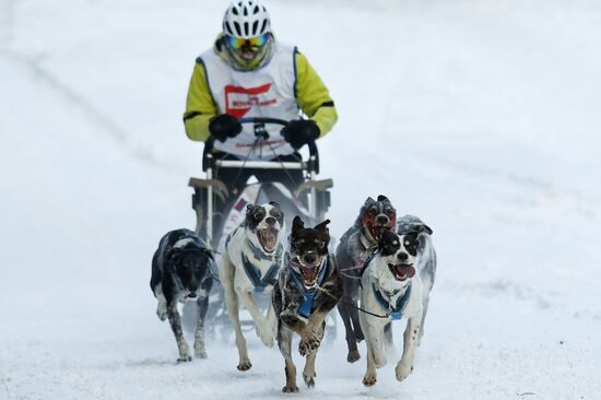 Russia Sled Dog Race