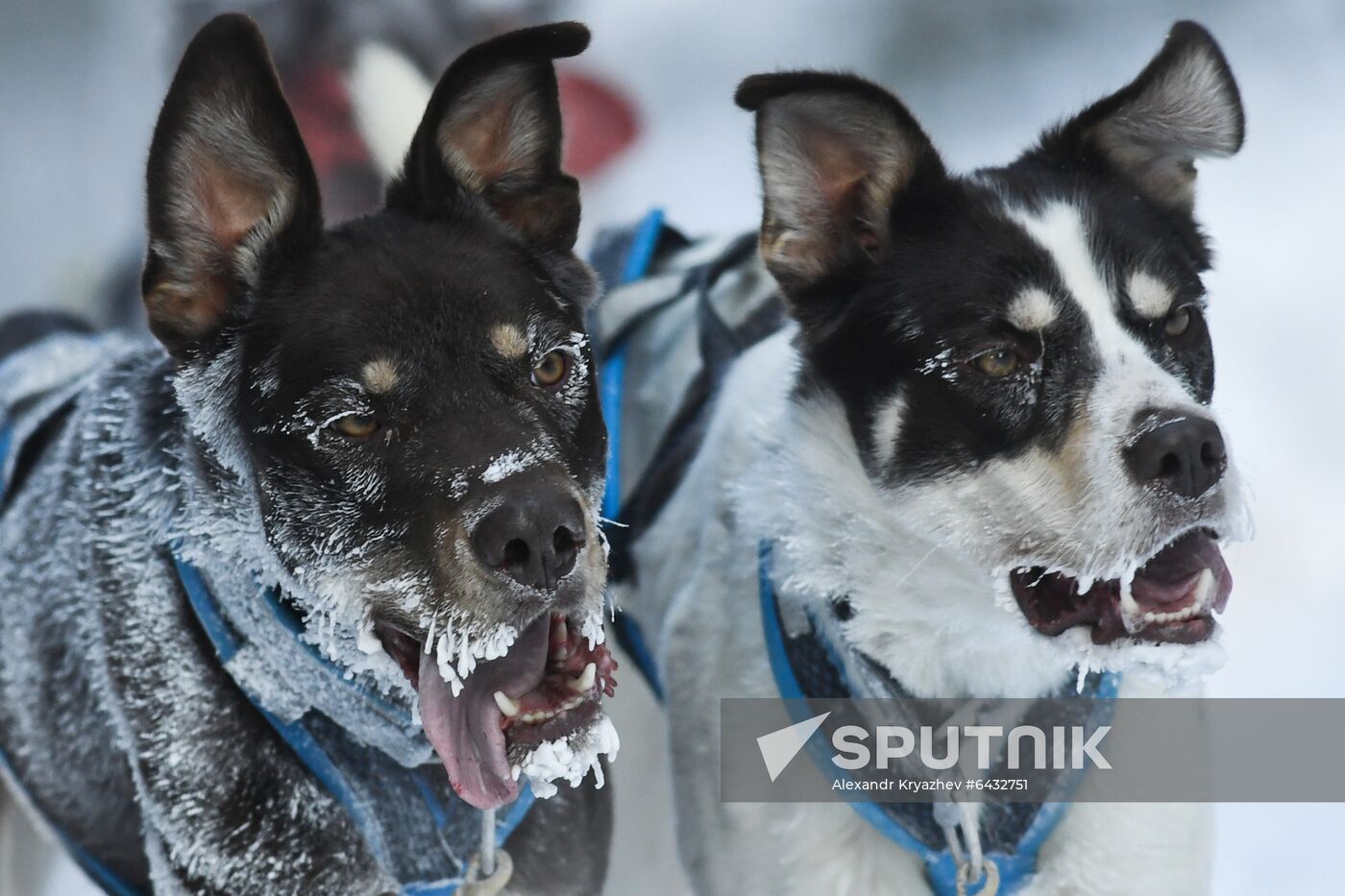 Russia Sled Dog Race