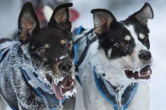 Russia Sled Dog Race