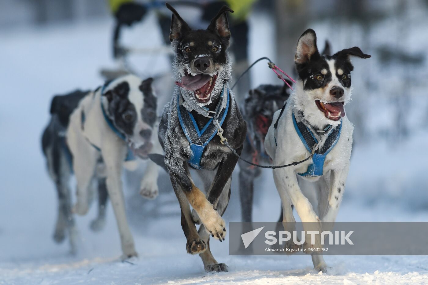 Russia Sled Dog Race