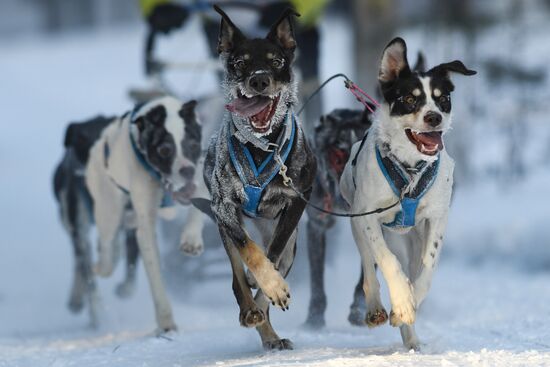 Russia Sled Dog Race