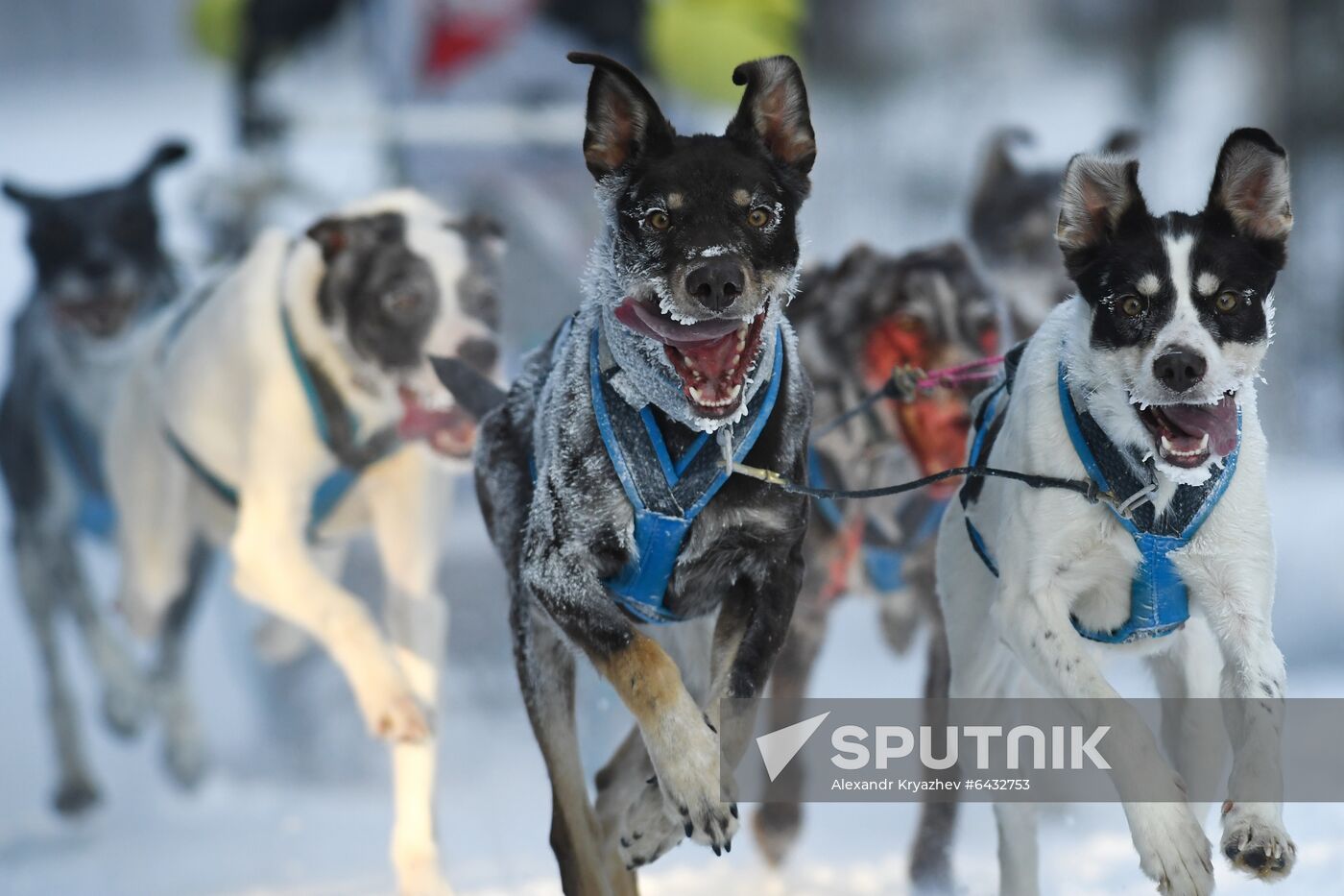 Russia Sled Dog Race