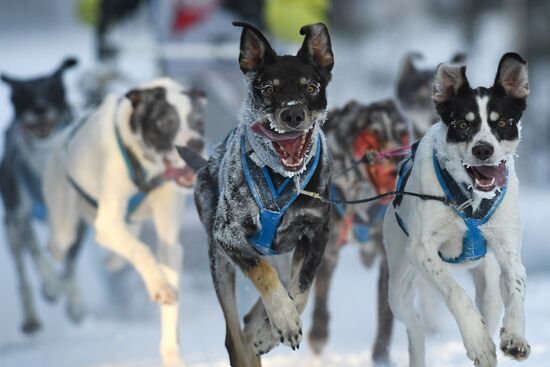 Russia Sled Dog Race