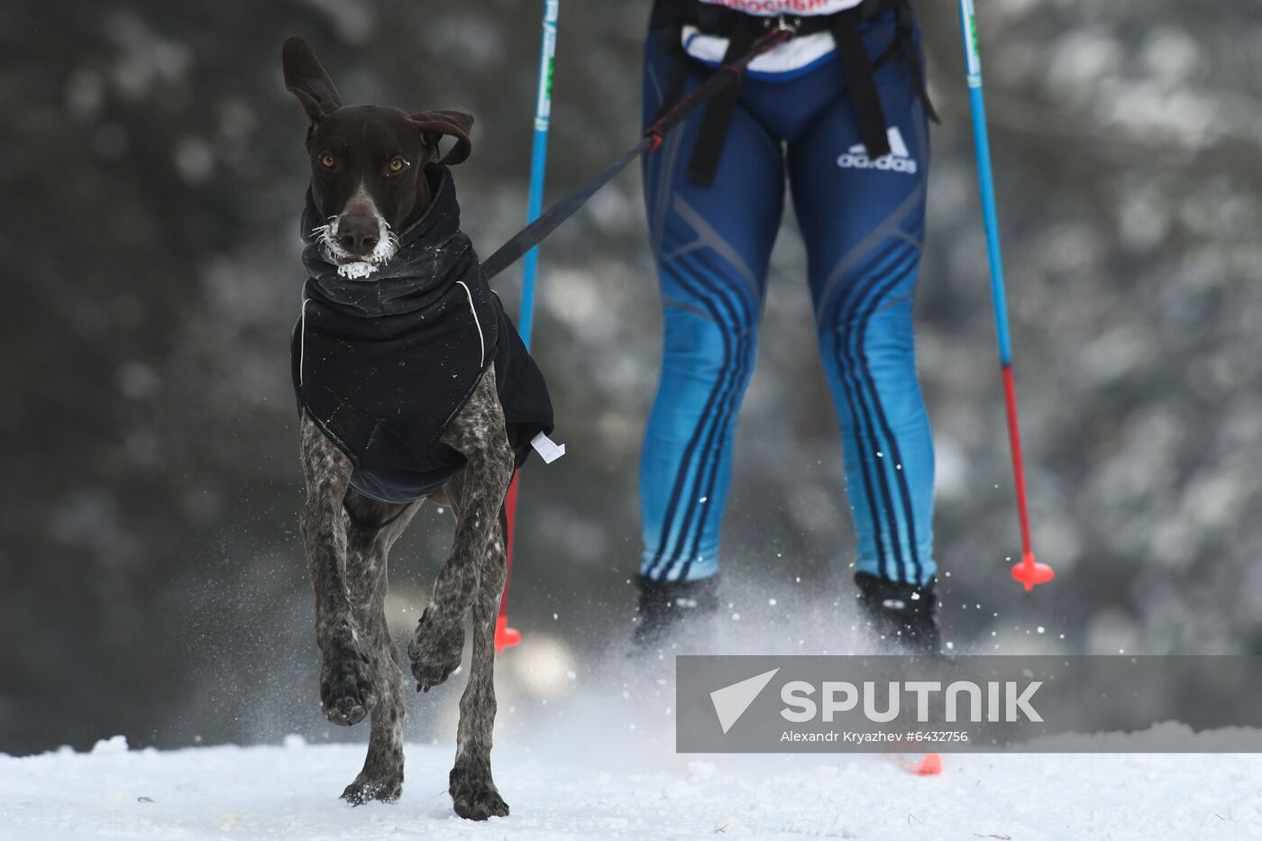 Russia Sled Dog Race