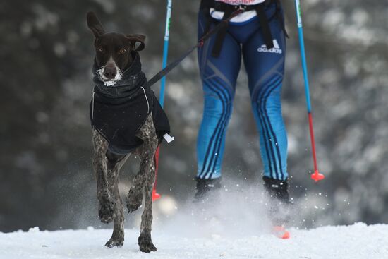 Russia Sled Dog Race