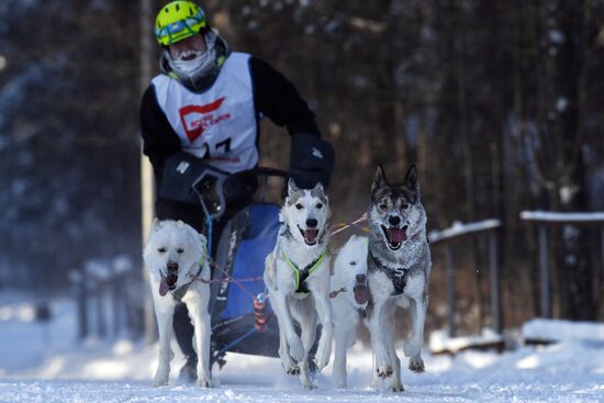 Russia Sled Dog Race