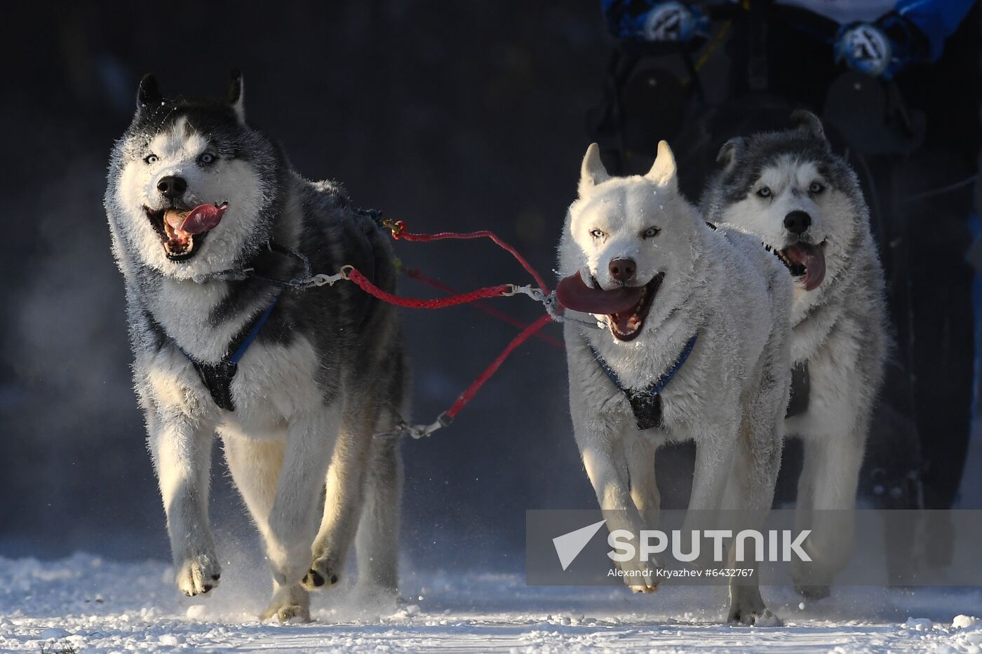 Russia Sled Dog Race