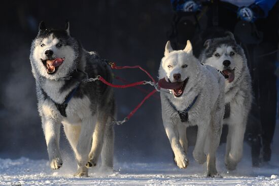 Russia Sled Dog Race