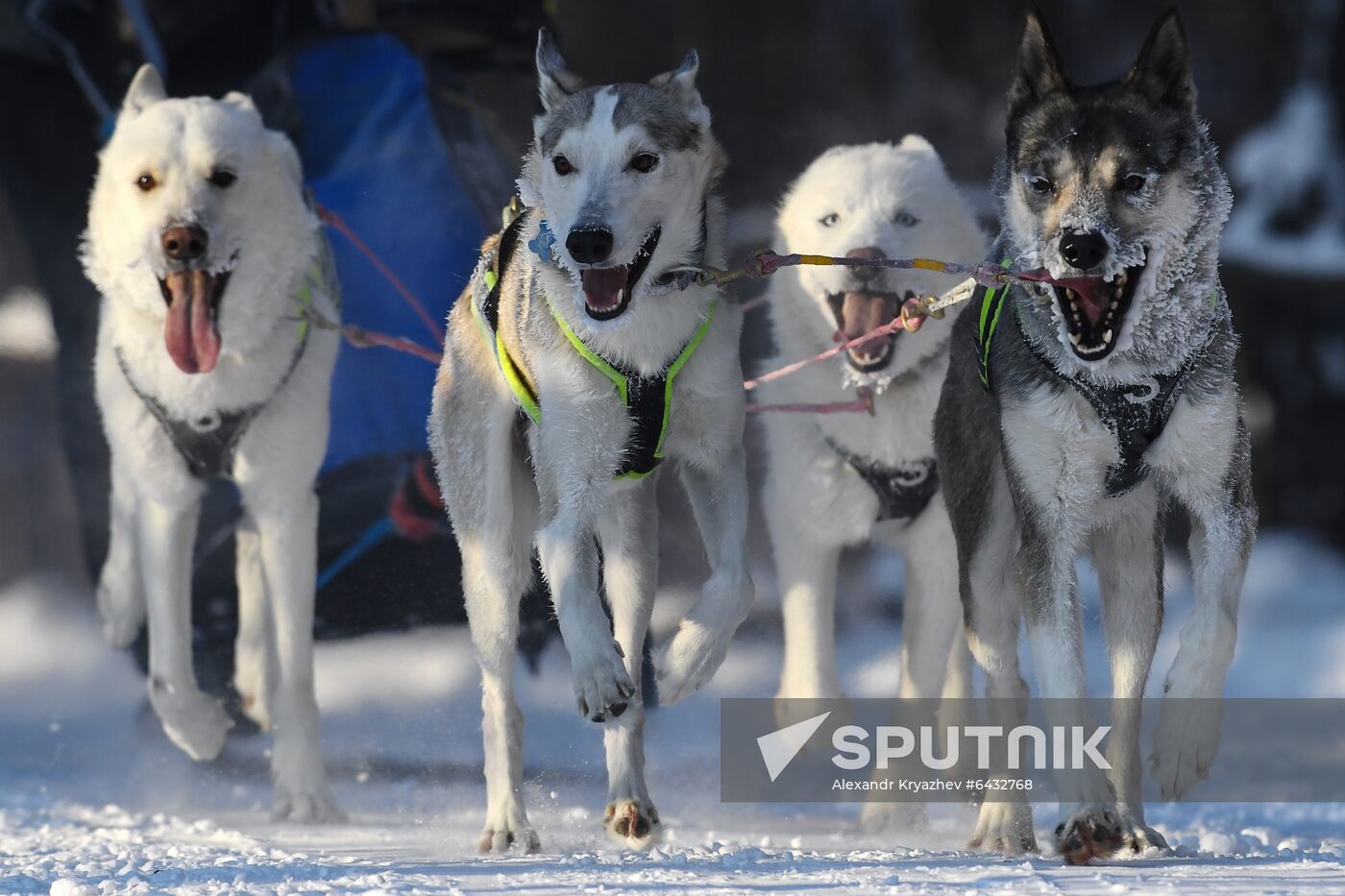 Russia Sled Dog Race