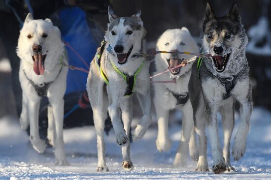 Russia Sled Dog Race