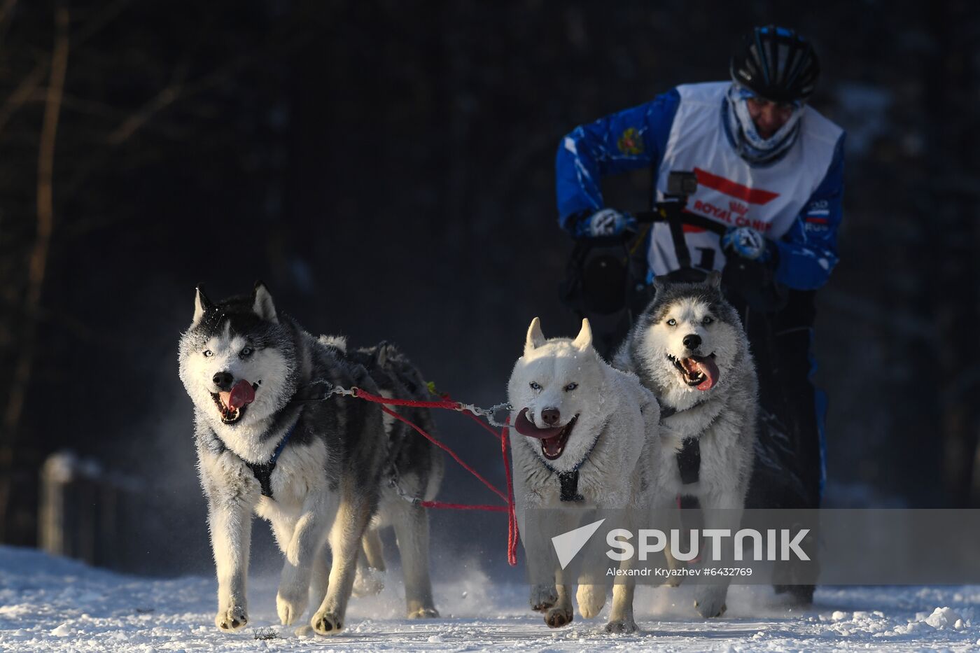Russia Sled Dog Race