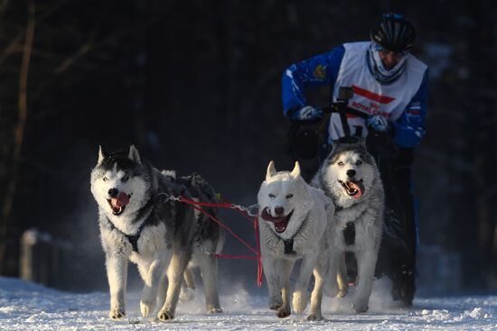Russia Sled Dog Race