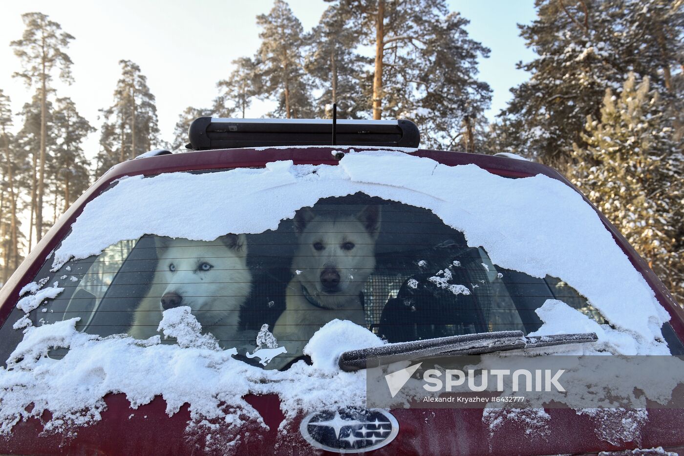 Russia Sled Dog Race