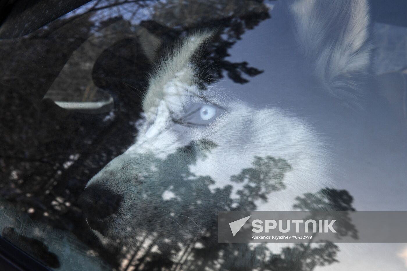 Russia Sled Dog Race