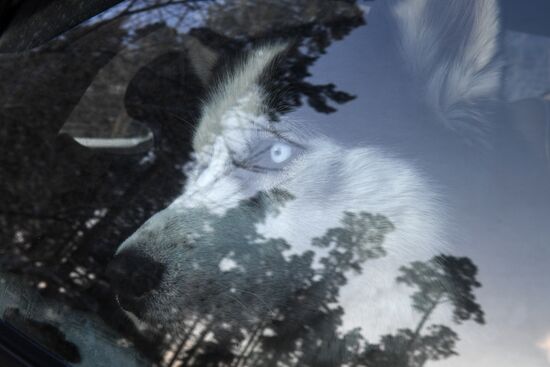 Russia Sled Dog Race