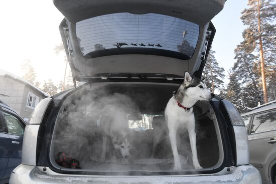 Russia Sled Dog Race