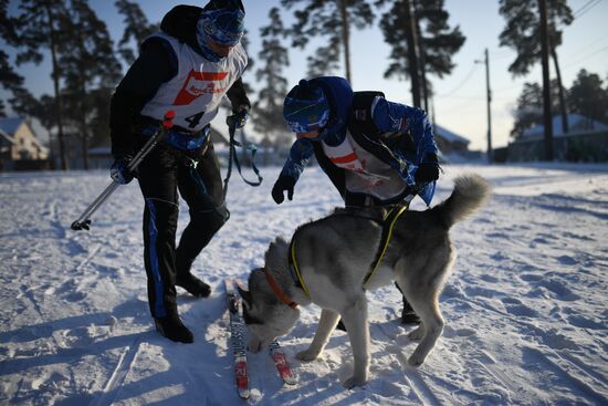 Russia Sled Dog Race