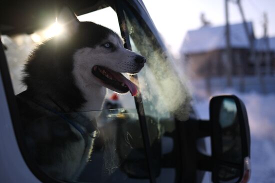 Russia Sled Dog Race