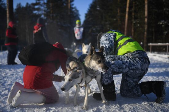 Russia Sled Dog Race