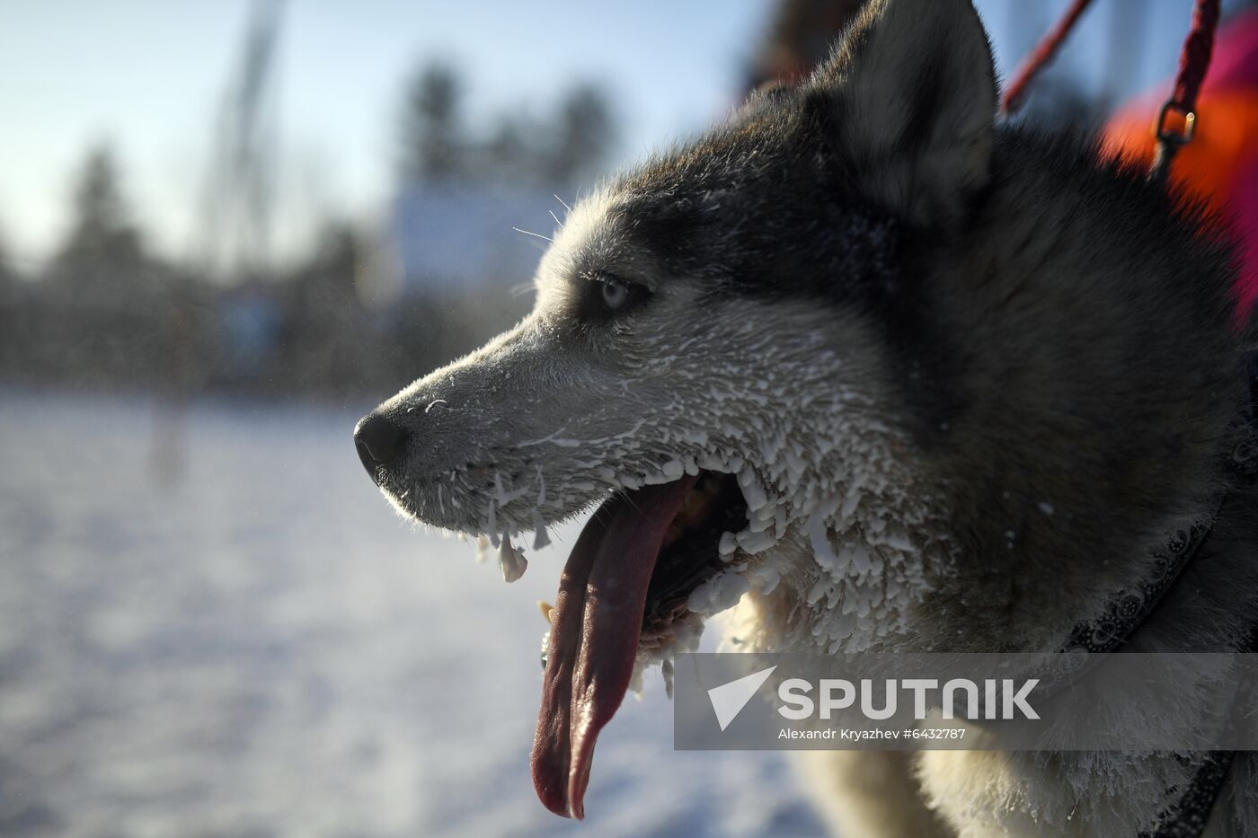 Russia Sled Dog Race
