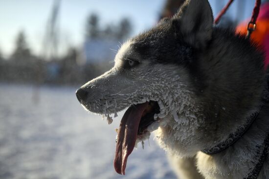 Russia Sled Dog Race