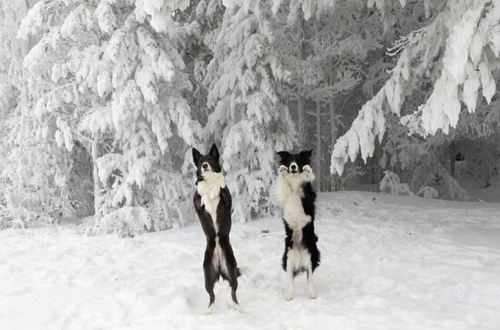 Russia Winter