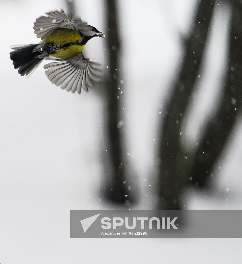 Russia Winter