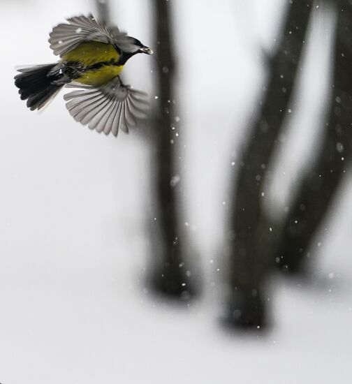 Russia Winter