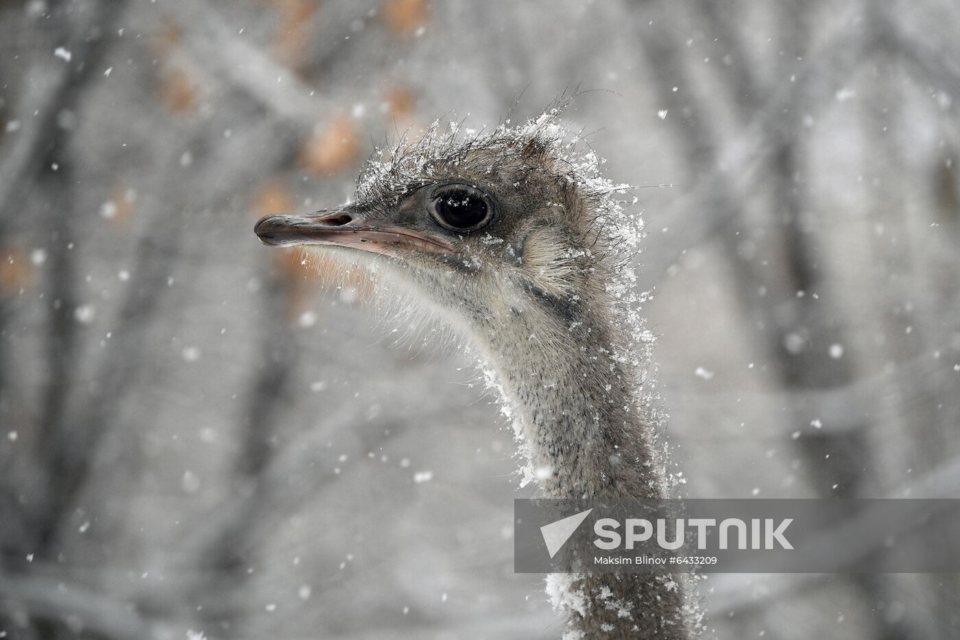 Russia Zoo