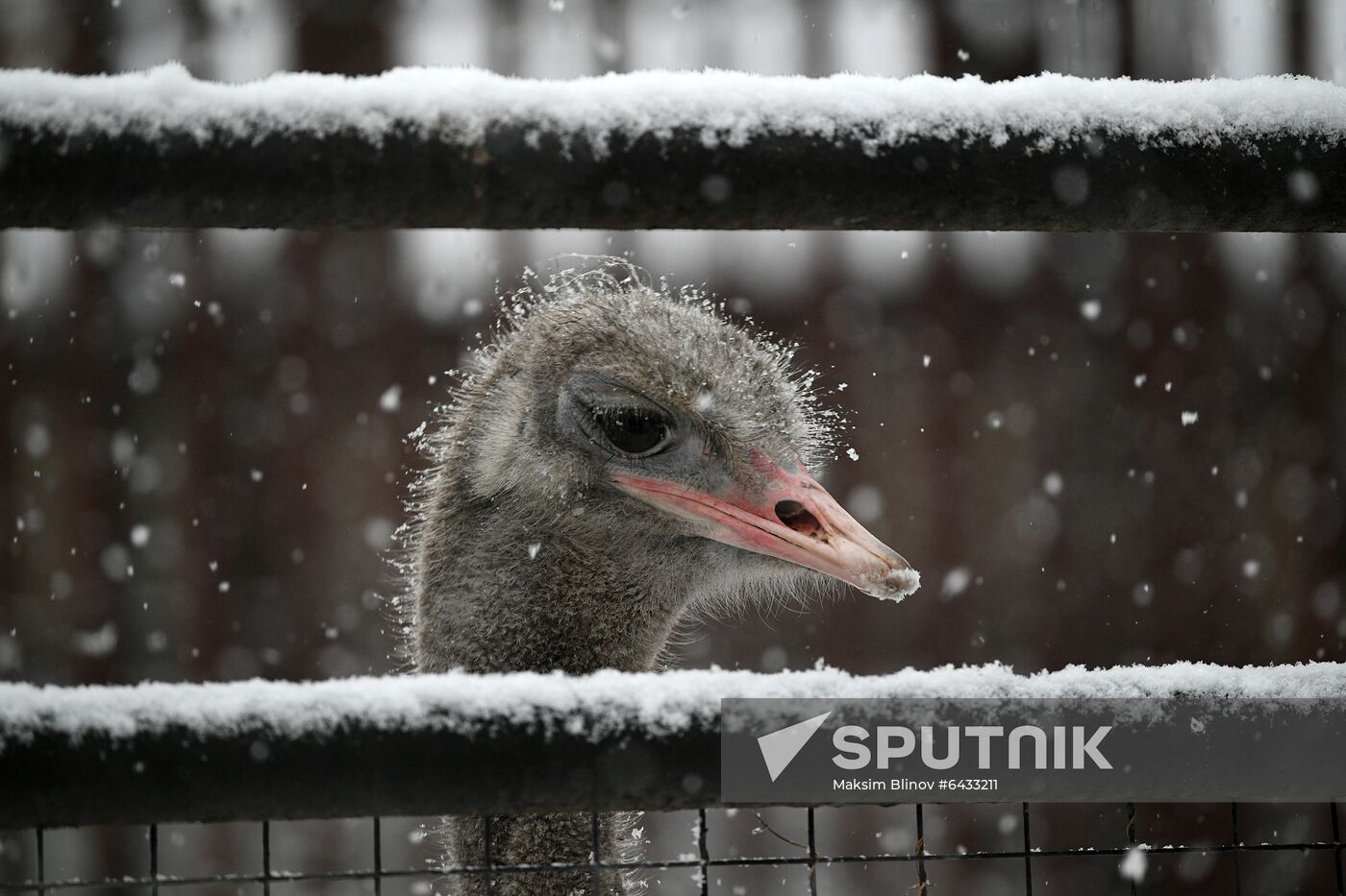 Russia Zoo