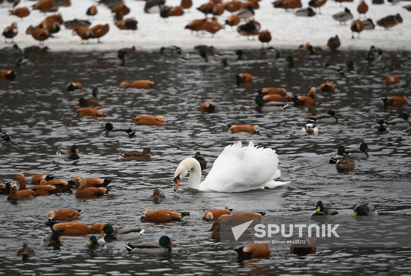 Russia Zoo