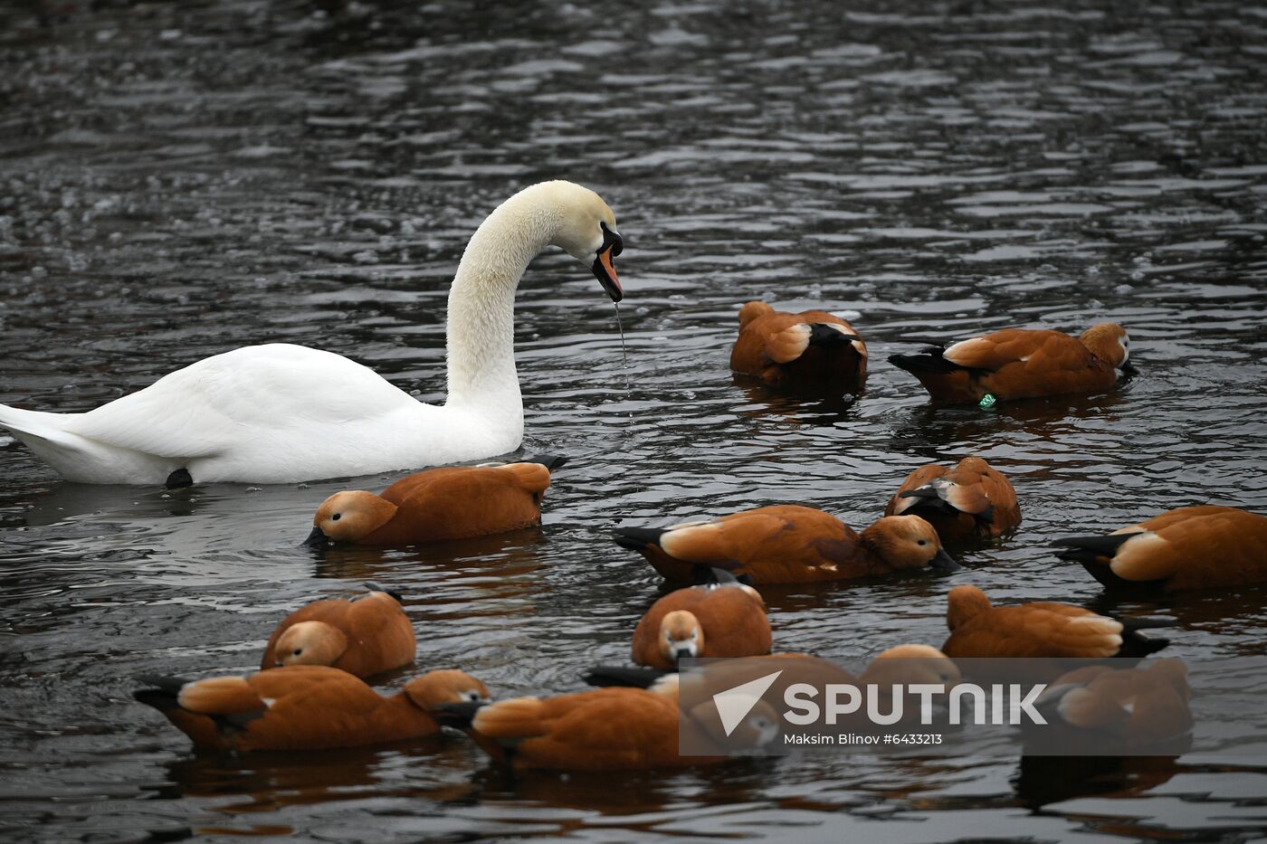 Russia Zoo