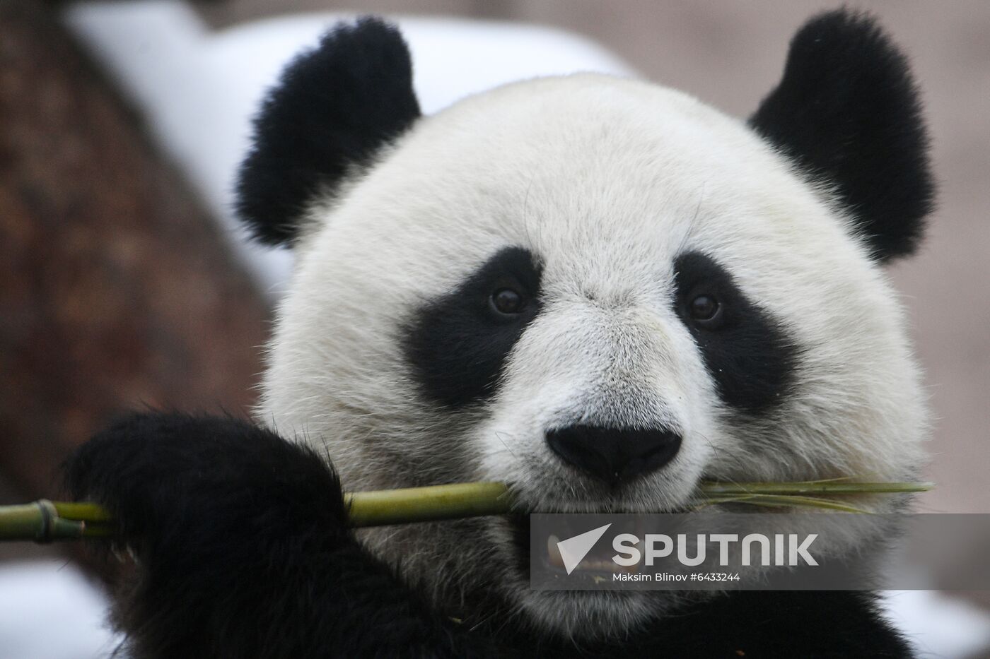 Russia Zoo