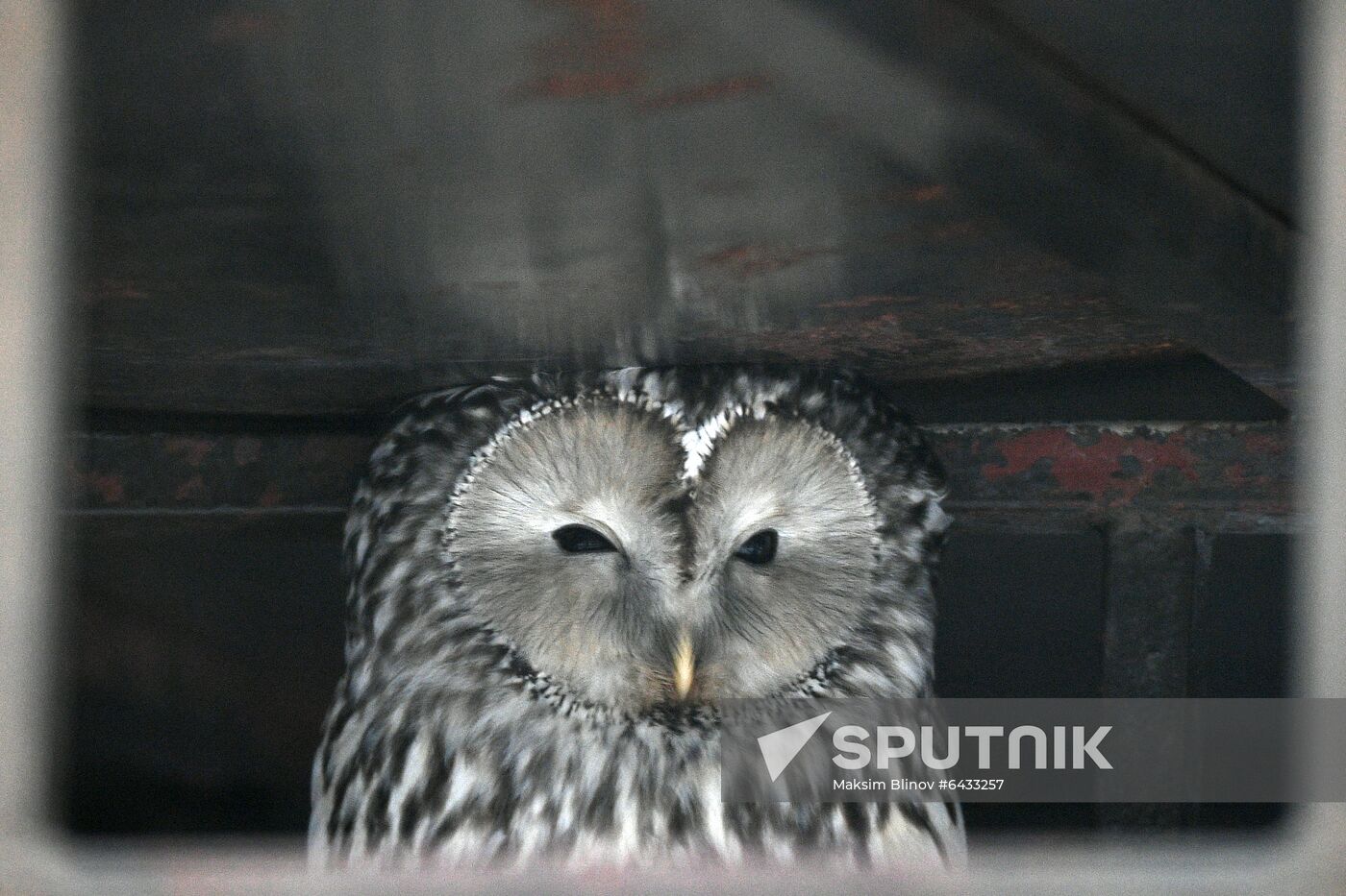 Russia Zoo