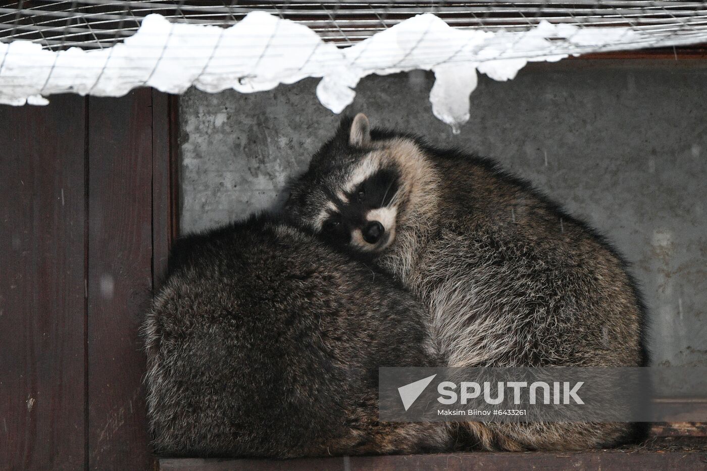 Russia Zoo