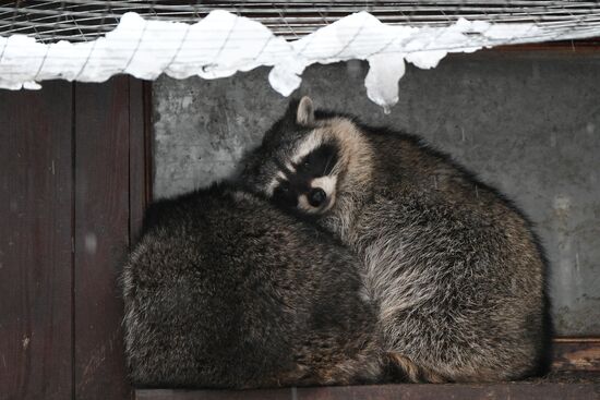 Russia Zoo