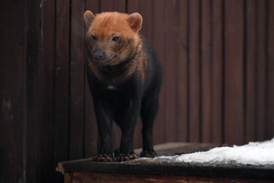 Russia Zoo